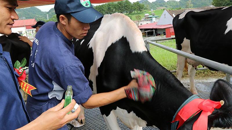 'Cô' bò được trang điểm lộng lẫy, quyết giành vương miện hoa hậu