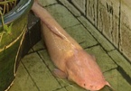 Lão nông Đồng Tháp nuôi đàn cá trê hồng khổng lồ kỳ lạ