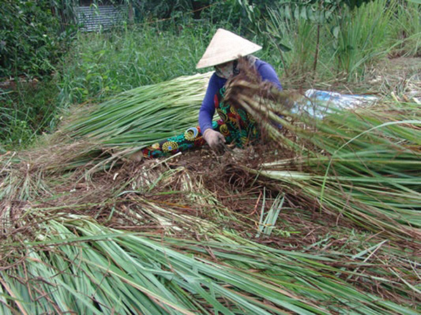 Giá sả rớt kỷ lục còn 2.000 đồng/kg, nông dân đốt bỏ cả vườn