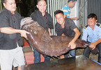 'Thủy quái' nặng hơn 1 tạ được đưa từ vịnh Thái Lan về Hà Nội