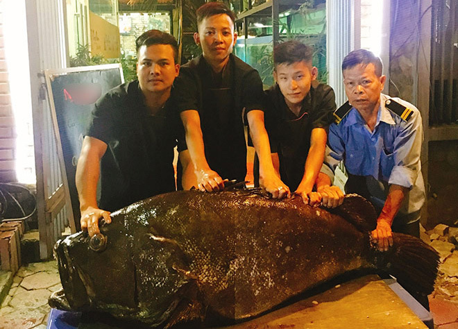 'Thủy quái' nặng hơn 1 tạ được đưa từ vịnh Thái Lan về Hà Nội