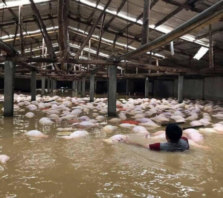 Doanh nghiệp, doanh nhân chung tay ủng hộ đồng bào Thanh Hóa bị lũ lụt