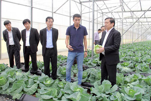 Trồng rau thu 10 triệu USD, bán chuối gom 30 tỷ đồng