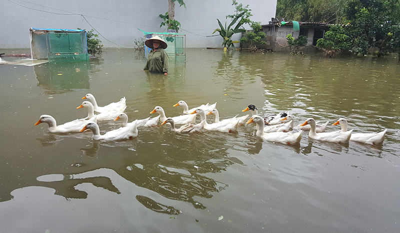 chương mỹ ngập sâu