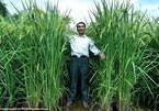 Trung Quốc khoe lúa cao lút đầu người, sản lượng gấp rưỡi