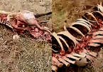 Video phát hiện "bộ xương rồng khổng lồ" tại TQ gây bão mạng