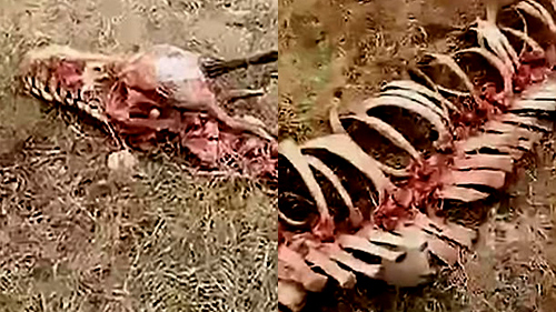 Video phát hiện 