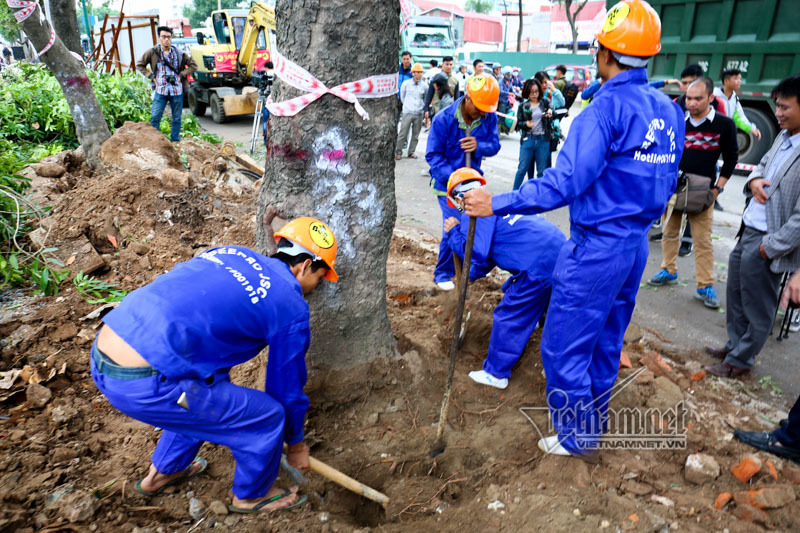 Đánh chuyển cây xanh trên đường Phạm Văn Đồng