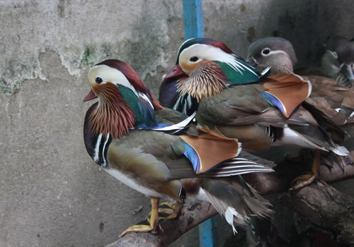 Dân chơi Sài Gòn, bỏ chục triệu chơi vịt uyên ương