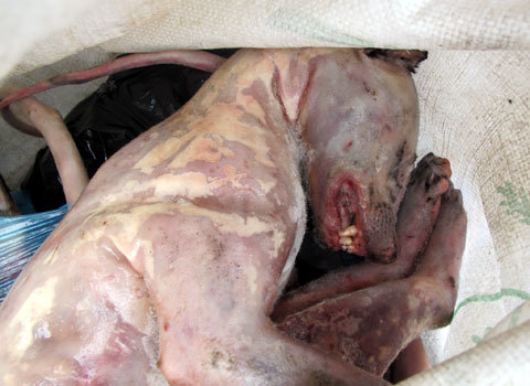 Vận chuyển cầy hương còn nguyên vết đạn