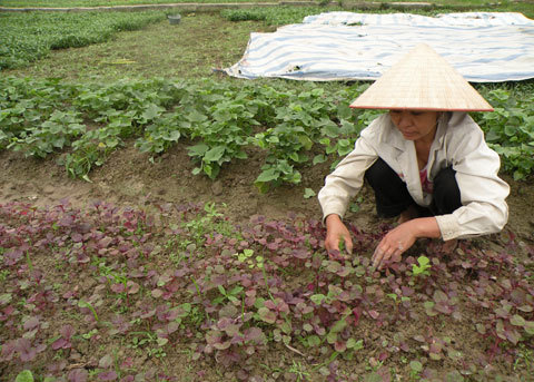 Tạ rau không mua nổi cân thịt