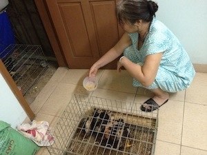 Dân công sở lập 