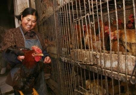 Việt Nam họp khẩn để ứng phó dịch cúm A(H7N9)