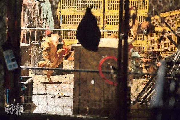 H7N9, Thượng Hải, tiếp xúc, bệnh nhân, phát bệnh, nguy cơ, WHO