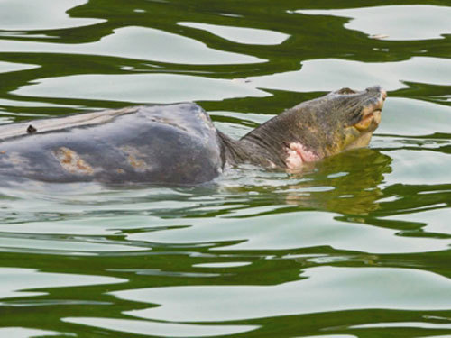 Từ cụ Rùa Hồ Gươm đến ý thức yêu nước