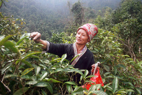 Cơn sốt 