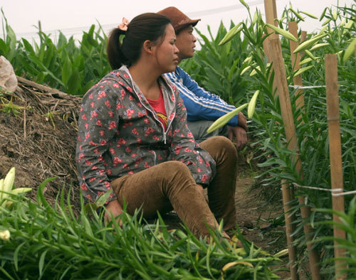 Hà Nội mất mùa loa kèn