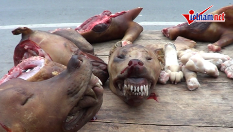 Nhìn cảnh này người Việt còn dám ăn thịt chó?