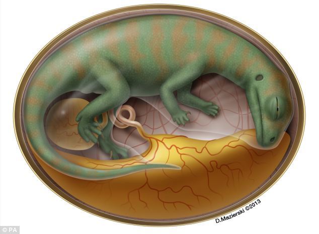 trứng khủng long, ổ, Trung Quốc, cực quý, 200