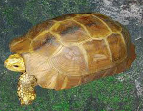 Rộ tin bắt được rùa vàng, bán 300 triệu đồng