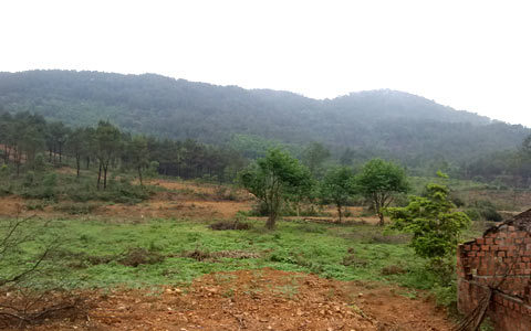 Thực hư chuyện bắt được rùa vàng, bán hàng trăm triệu