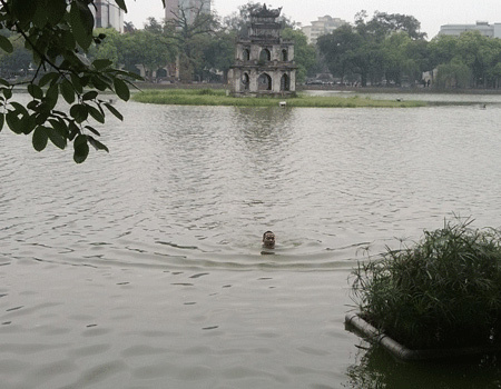 Lạ kỳ nam thanh niên bơi cùng cụ rùa Hồ Gươm