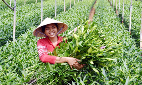 Hoa Đà Lạt hết giống sản xuất do vướng thủ tục