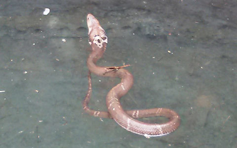 Đổ xô đi xem con rắn biết... múa