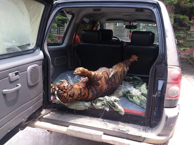 Bắt cá thể báo đang vận chuyển đi tiêu thụ