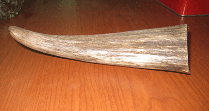 Chiêu biến sừng bò châu Phi thành sừng tê giác