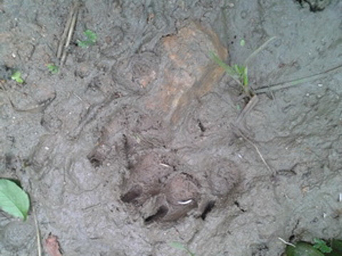 Phát hiện hai cá thể hổ ở huyện Lục Yên