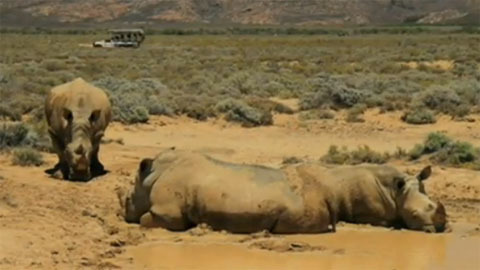 Nam Phi bơm thuốc độc vào sừng tê giác để ngừa săn bắn