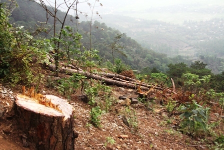 Xóa sổ rừng thông đẹp để... trồng lại