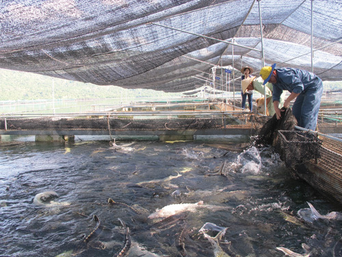 Cá tầm nhập lậu “đè” cá nội