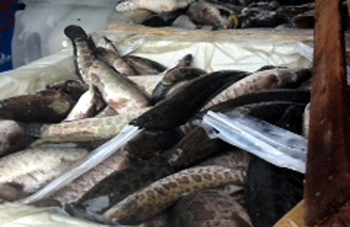 Bì lợn bẩn vào nem chua, cá thối thành đặc sản