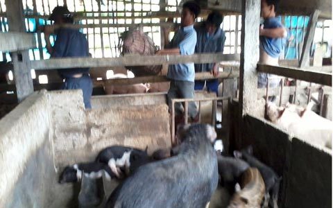 Lạ kỳ chuyện kiểm dịch động vật 'thời tai xanh'