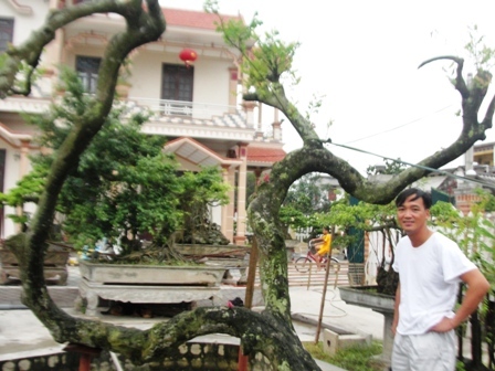 Cây khế mang thế độc xôn xao giới bonsai