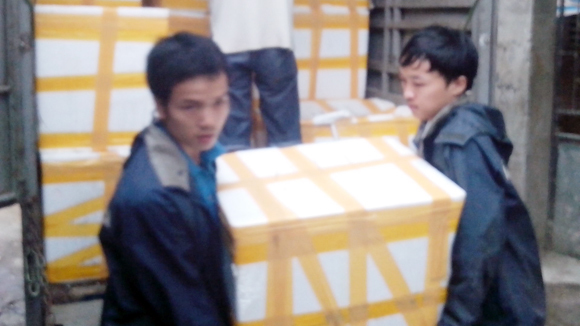 Cá lậu Trung Quốc ăn thuốc mê tràn Hà Nội