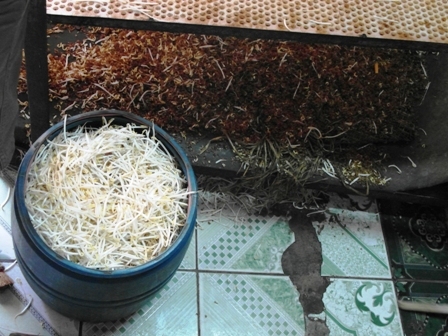 Phát hiện 2 cơ sở sản xuất giá đỗ bằng hóa chất