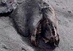 Rợn người xem xác quái vật trên bờ biển New Zealand