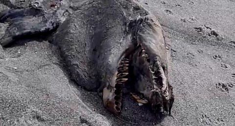 Rợn người xem xác quái vật trên bờ biển New Zealand
