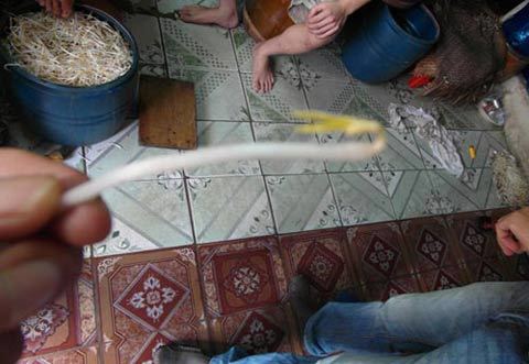 Cận cảnh giá đỗ được phù phép bằng... hóa chất