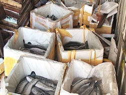 “Phát lộ” nguồn cung thủy sản lậu tuyến biên giới