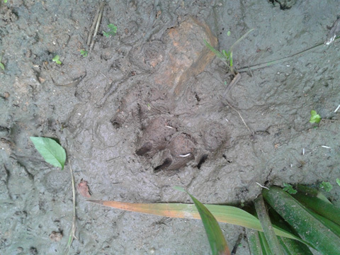 Hổ gầm vang rừng ở Yên Bái, dân náo động