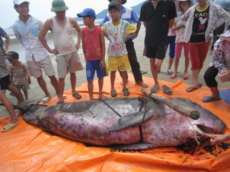 Cá voi nặng 3 tạ dạt vào bờ biển