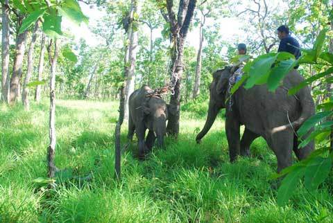 Ly kỳ giải cứu voi rừng dính bẫy