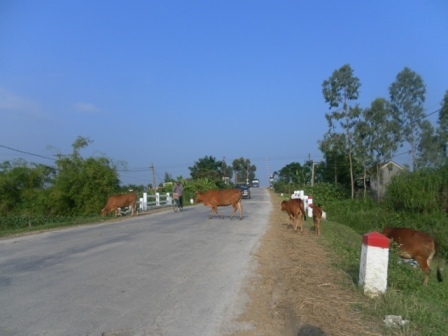 Trâu bò “diễu binh” trên quốc lộ 7