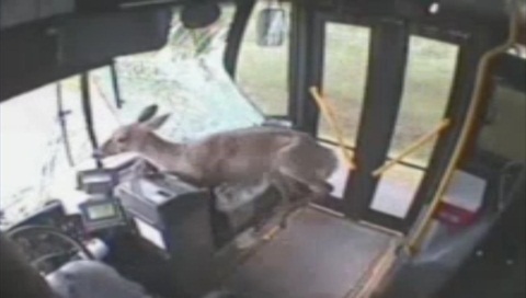 “Vị khách không mời” trên xe buýt