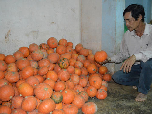 Nông dân khổ sở với giống cây Trung Quốc
