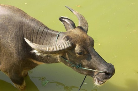 Chuyện sinh nghề tử nghiệp ở làng sát sinh số 1 Việt Nam